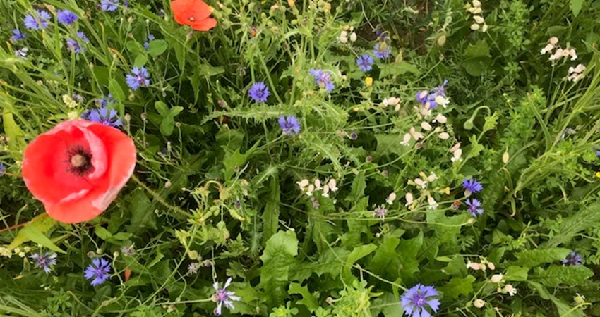 blomster3 huslodsvej.jpg