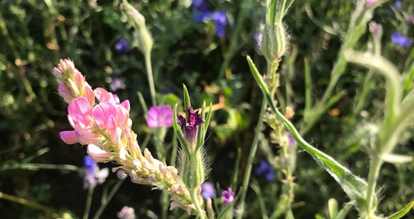 blomster5 huslodsvej.jpg