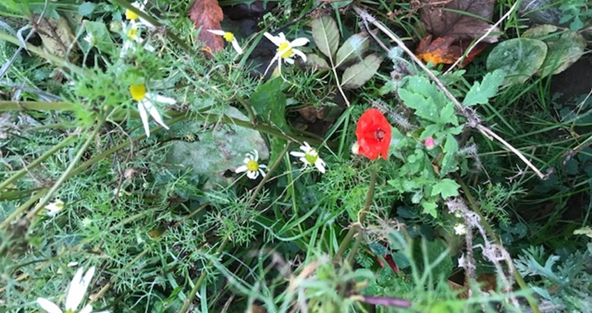 huslodsvej ultimo oktober blomster2.jpg