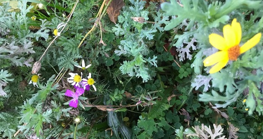 huslodsvej ultimo oktober blomster3.jpg
