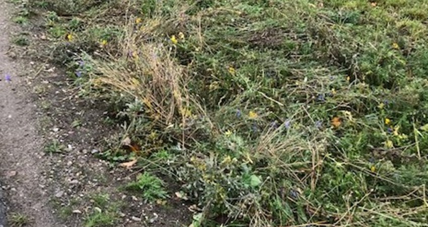 huslodsvej ultimo oktober felt a.jpg