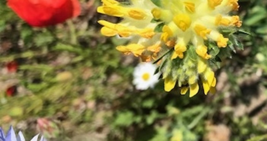 grøftekant ågårdsvej 2021 juni gul x.jpg