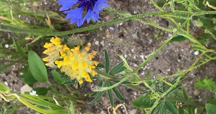 grøftekant ågårdsvej 2021 juni kornblomst og gul x.jpg