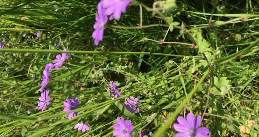 grøftekant ågårdsvej 2021 juni storkenæb.jpg