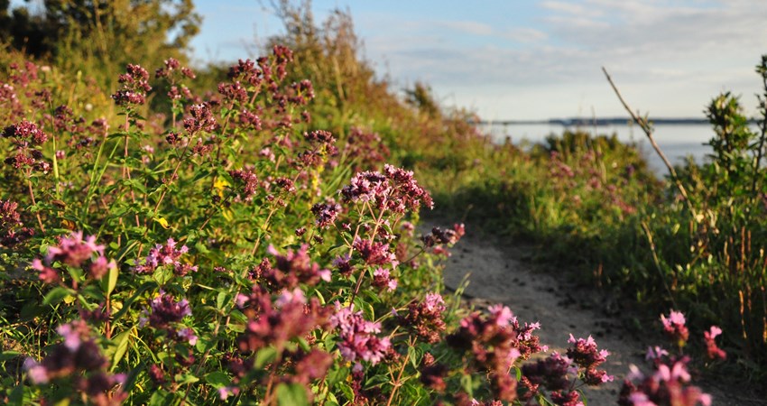 Klintegården timian