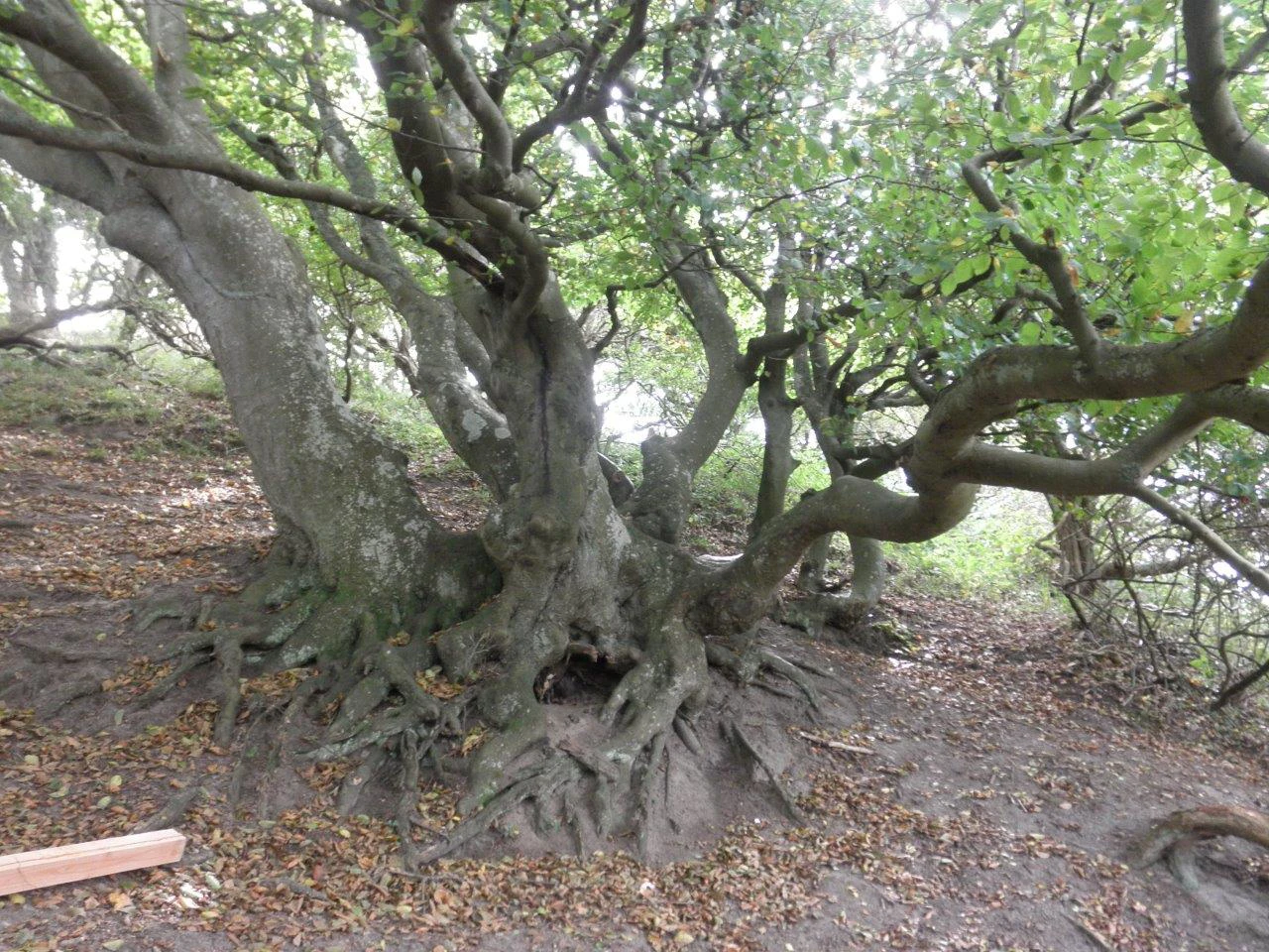 Todo