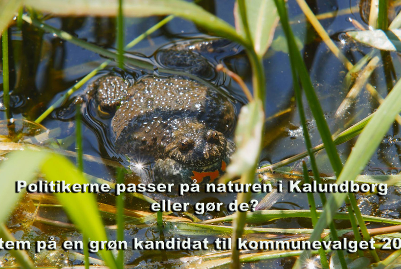 Kommunal- og Regionsvalg