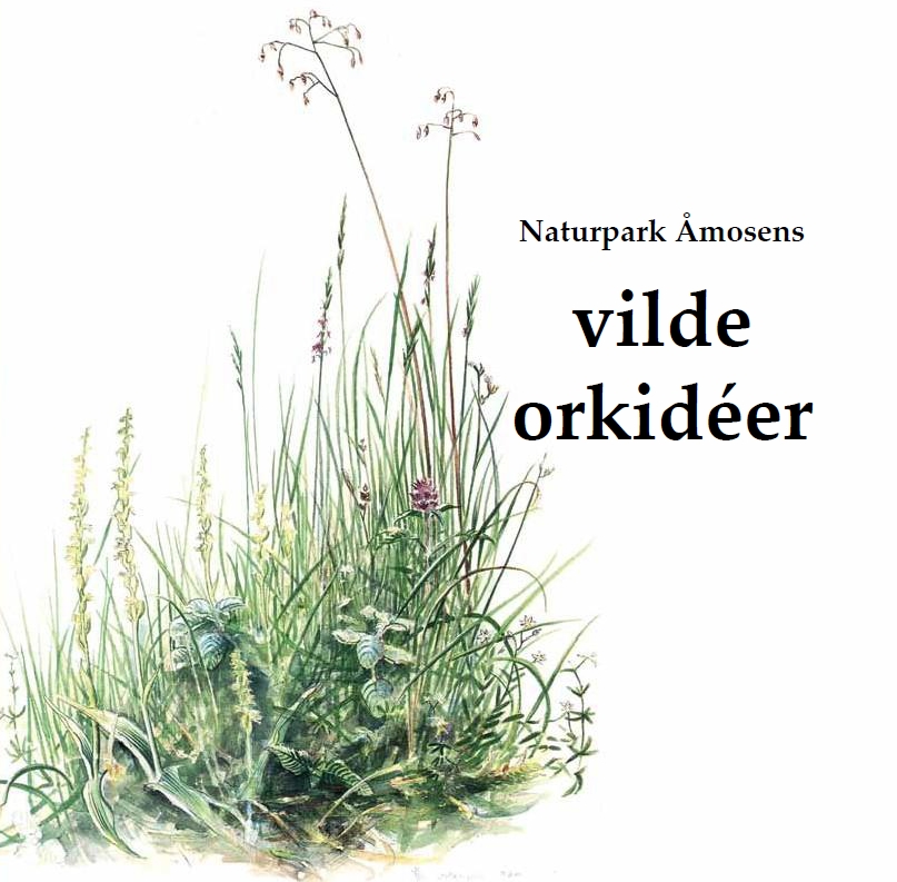 Åmosens vilde orkidéer