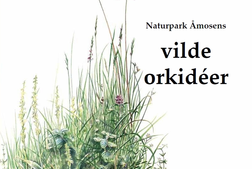 Åmosens vilde orkidéer