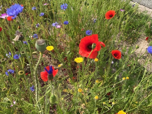 Vildere natur - foredrag